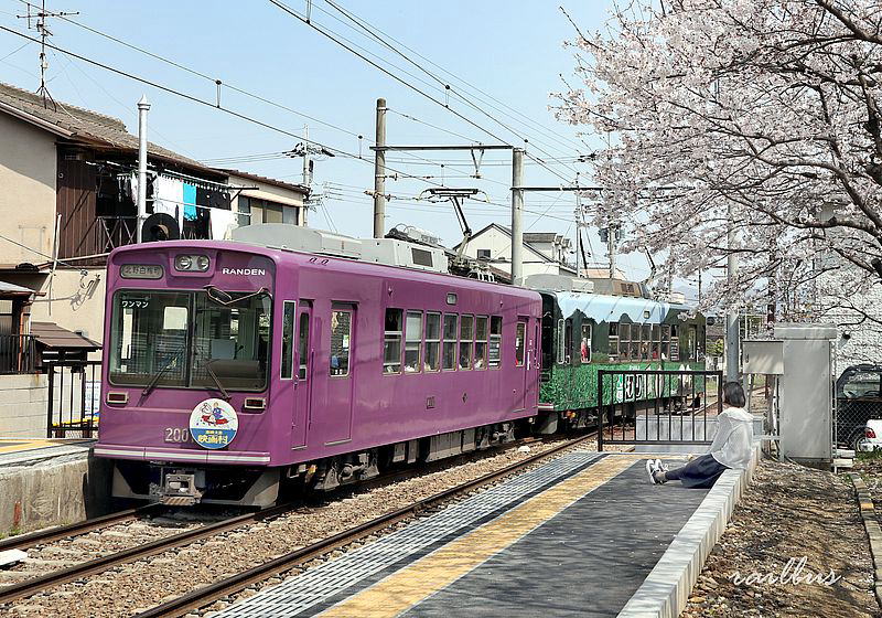 嵐電の桜竜安寺