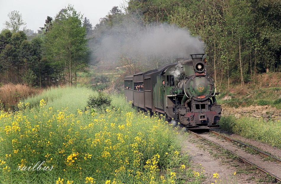 芭石鉄道菜の花