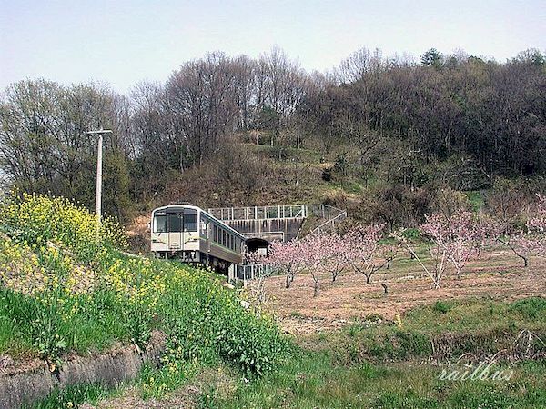井原鉄道菜の花