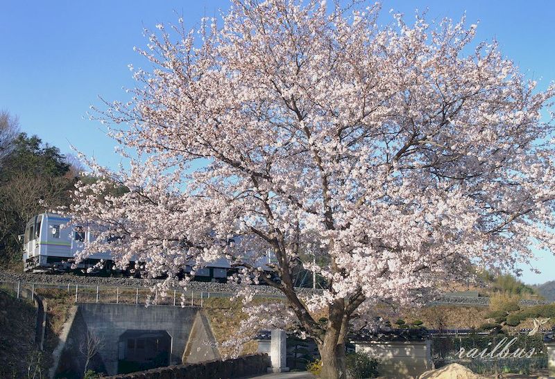 井原鉄道春爛漫