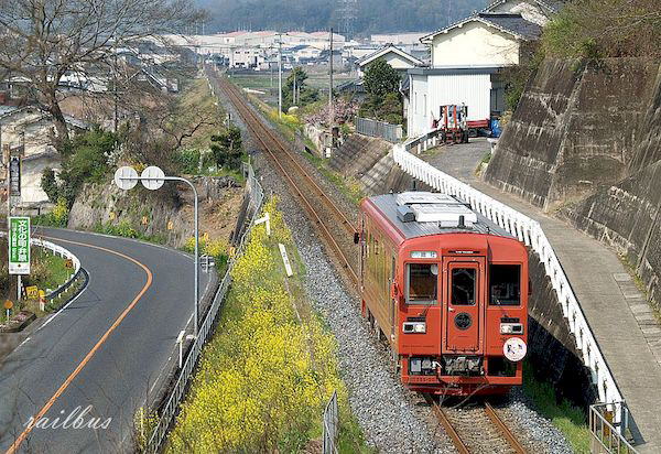 井原鉄道菜の花