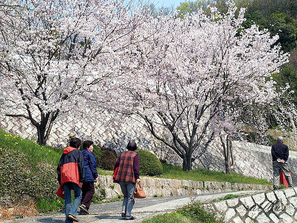 金龍寺の桜