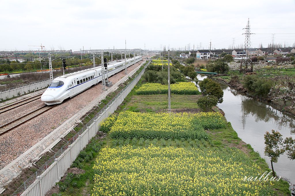 上海金山鉄路車墩菜の花