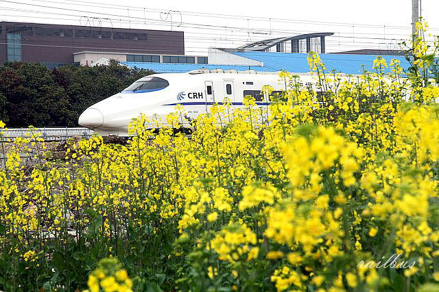 上海金山鉄路金山衛菜の花
